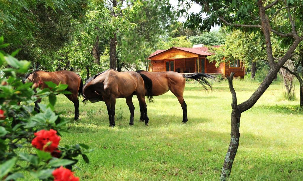 Pine Tree Lodge Midrand Extérieur photo